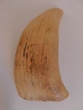 ANTIQUE WHALE TOOTHRaw whale t