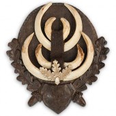 ANTIQUE WILD BOAR TUSK TROPHYD