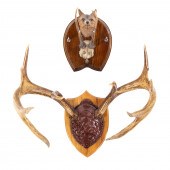 ANTLER PLAQUE & WOLF HEAD PLAQ