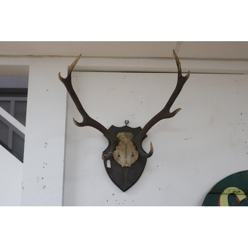 Antlers mounted to back board,