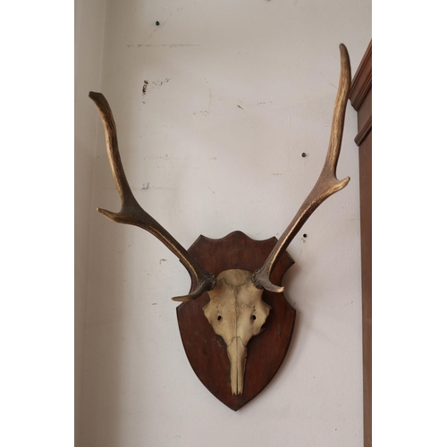 Antlers on shield back board, total