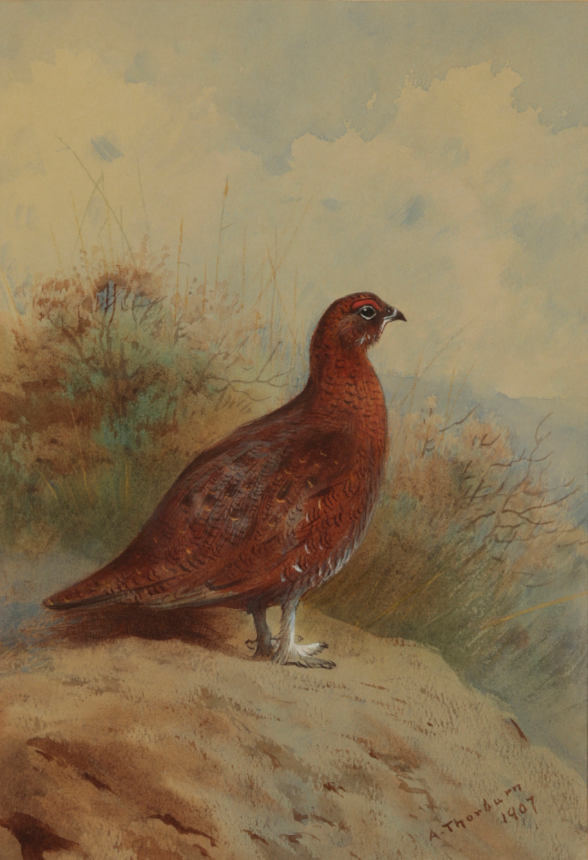 ARCHIBALD THORBURN (1860-1935) A