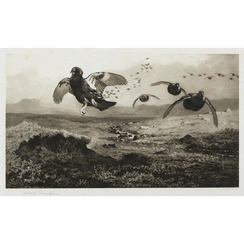 Archibald Thorburn (1860-1935) -