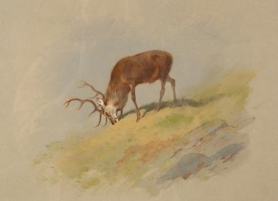 Archibald Thorburn (1860-1935)/Stag
