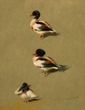 Archibald Thorburn (1860-1935)