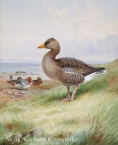 Archibald Thorburn (Scottish 1