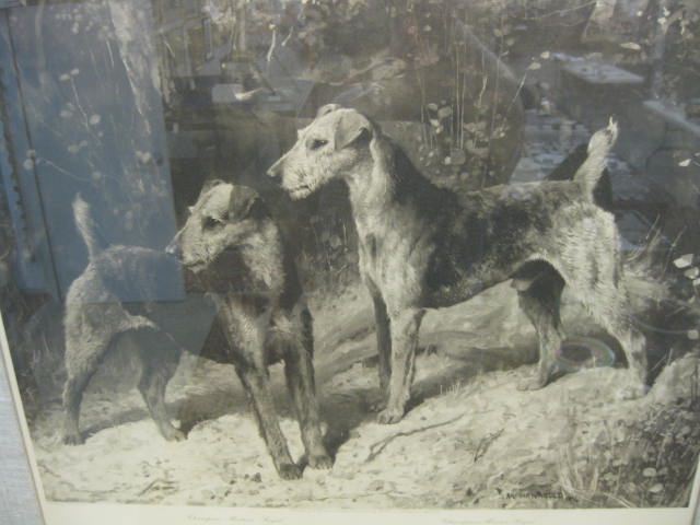 Arthur Wardle Engraving ''Airedales
