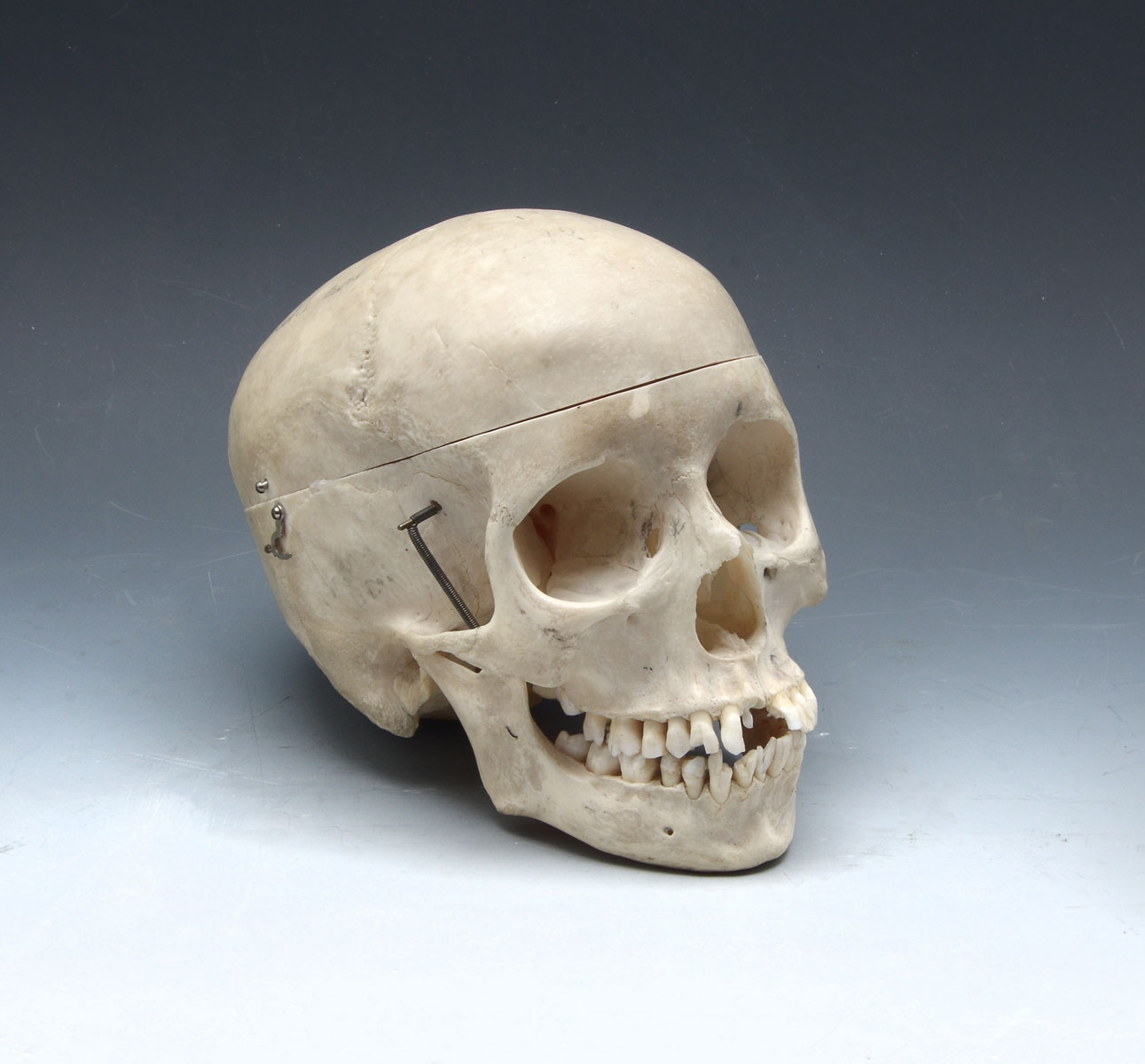 ARTICULATED MEDICAL SCHOOL HUMAN