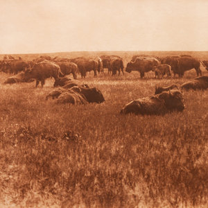 Artist Unknown Buffalo Herd