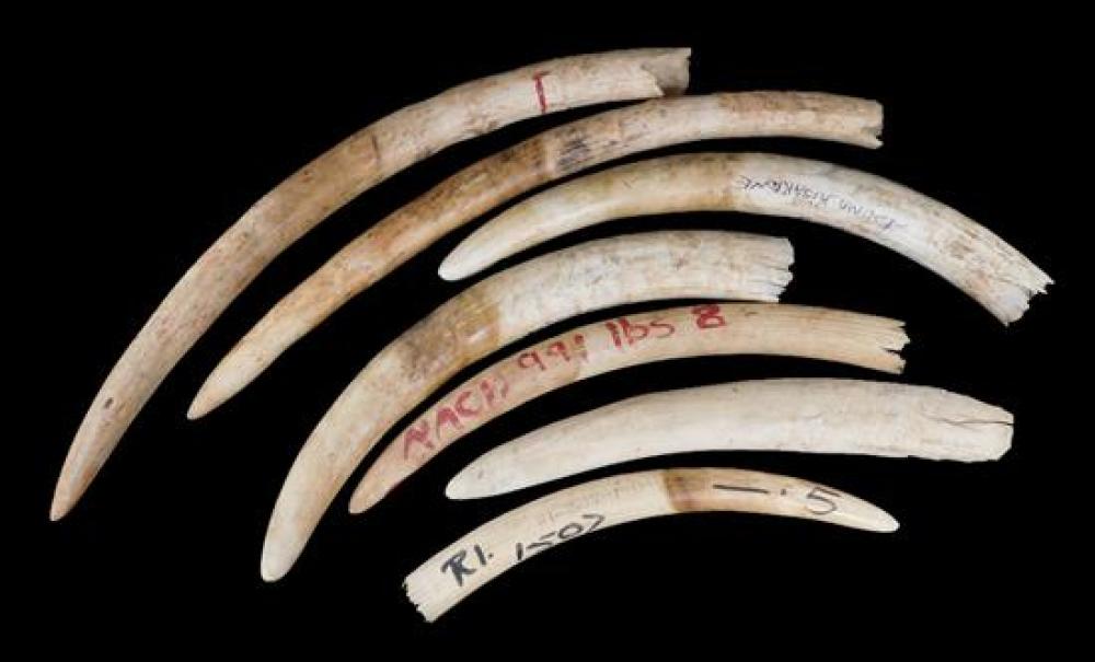 ASIAN: SEVEN ELEPHANT IVORY