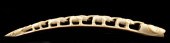 Asian Tusk Carved with Animal