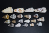 ASSORTED CONE SHELLS, CONUS SP