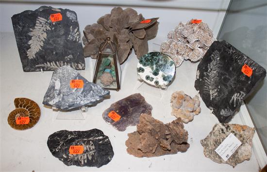 Assorted fossil specimens