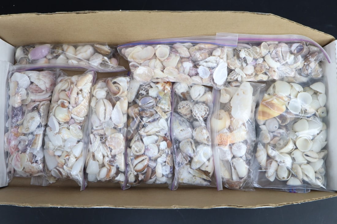 ASSORTED SEASHELLS, 10 SMALL