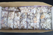 ASSORTED SEASHELLS, 10 SMALL B