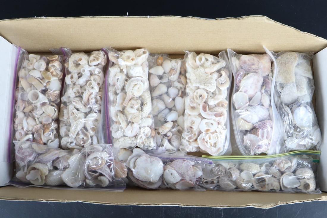 ASSORTED SEASHELLS, 10 SMALL