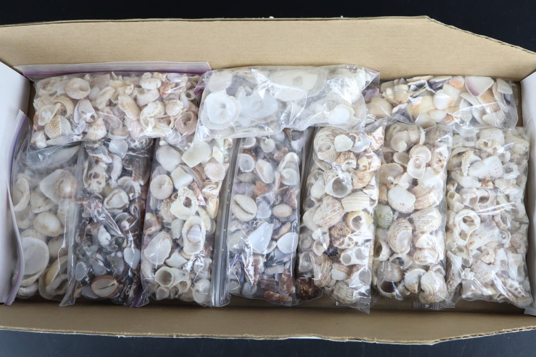 ASSORTED SEASHELLS, 10 SMALL