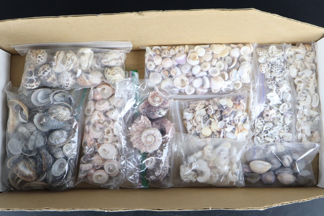 ASSORTED SEASHELLS, 10 SMALL