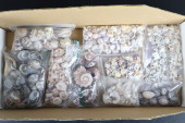 ASSORTED SEASHELLS, 10 SMALL B