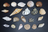 ASSORTED SEASHELLS, 20PCS 1.5-