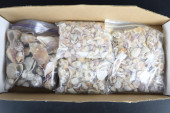 ASSORTED SEASHELLS, 4 MEDIUM B