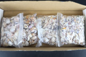 ASSORTED SEASHELLS, 4 MEDIUM B