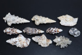ASSORTED SEASHELLS, CERITHIUM