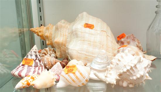 Assorted seashells Estimate $