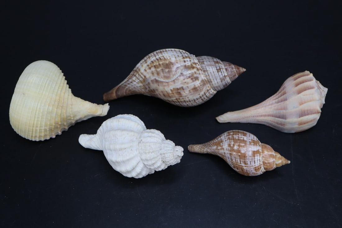 ASSORTED SEASHELLS, NASSARIUS