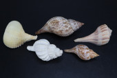 ASSORTED SEASHELLS, NASSARIUS
