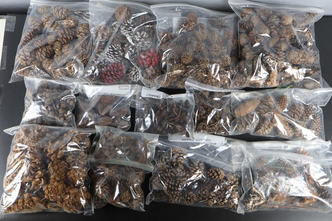 ASSORTED SEEDS, SEED PODS, AND