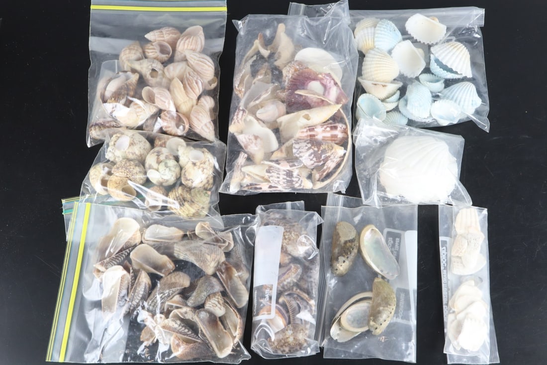 ASSORTED SHELLS, SPIRAL CONCHS,