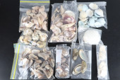 ASSORTED SHELLS, SPIRAL CONCHS