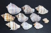 ASSORTED STRIPED CONCH SEASHEL