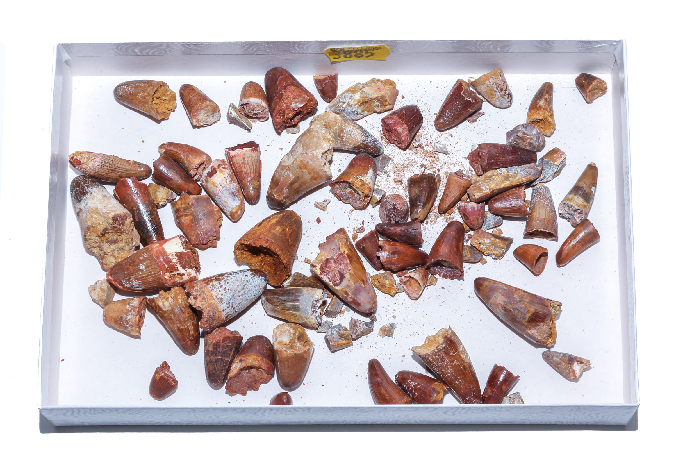 ASSORTMENT OF FOSSIL CROCODILIAN