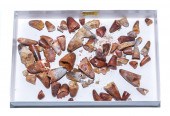 ASSORTMENT OF FOSSIL CROCODILI