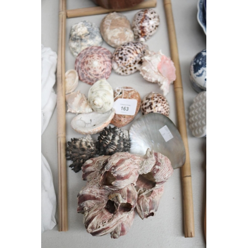 Assortment of sea shell and