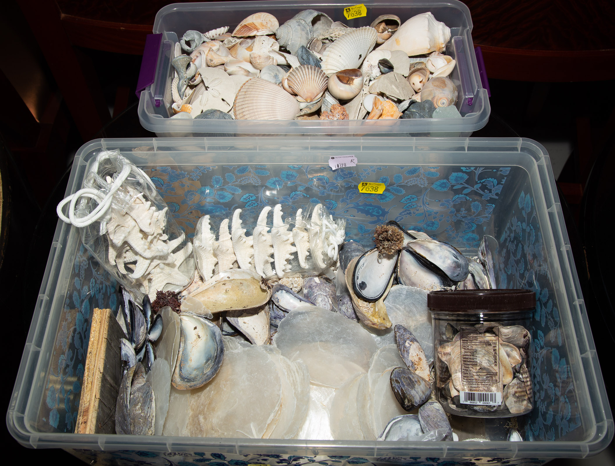 ASSORTMENT OF SEA SHELLS .