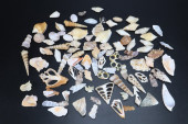 ASSORTMENT OF SEASHELLS, SOME