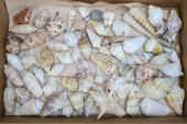 ASSORTMENT OF SEASHELLS, STRAW