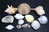 ASSORTMENT OF SHELLS, ABALONE,