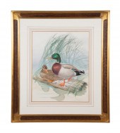 ATHOS MENABONI, 'MALLARDS', OI