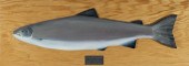ATLANTIC SALMON MODELBarry Cou
