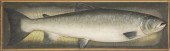ATLANTIC SALMON MODELFrank S.
