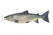 ATLANTIC SALMONJohn Tully (186