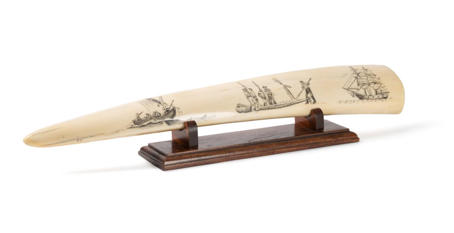 ATTRIB. JIM LEE WALRUS SCRIMSHAW W/