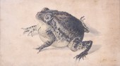 Attributed John Sartain (Ameri
