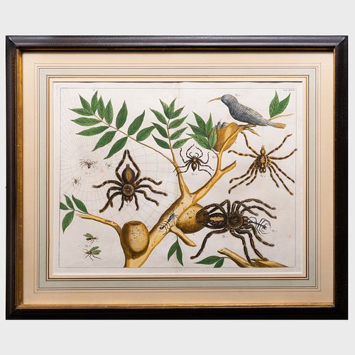 ATTRIBUTED TO ALBERTUS SEBA