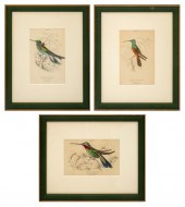 AUBUDON MANNER HAND COLORED EN