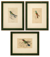 AUBUDON MANNER HAND COLORED EN